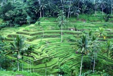 Kintamani Bali Tour - Tegallalang