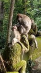 Ubud Tour - Monkey Forest