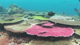 Nusa Penida Snorkeling Adventure - Gamat Bay