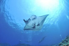 Nusa Penida Snorkeling Adventure - Manta
