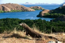 4 Days 3 Nights Manta Ray Adventure - Komodo Rinca