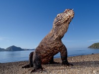 2 Days 1 Night Rinca - Komodo