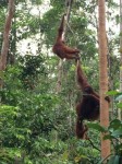 Borneo Orang Utan Tours 3 Days 2 Nights - Orang Utan
