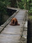 Borneo Orang Utan Tours 3 Days 2 Nights - Our Silly Orang Utan