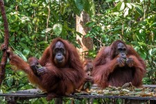 Borneo Orang Utan Tours 4 Days 3 Nights - Couple of Orang Utan