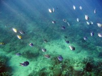 Dolphin Watching and Snorkeling Tour - Snorkeling