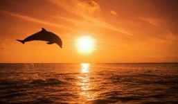 Dolphin Watching and Snorkeling Tour - Jumping Dolphin