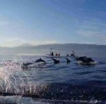 Dolphin Watching and Snorkeling Tour - Dolphin